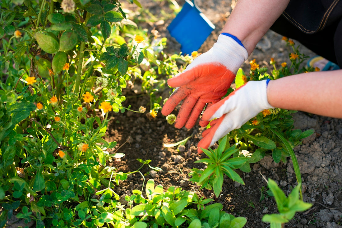 A person wearing orange and white gardening gloves tending to flowers in soil