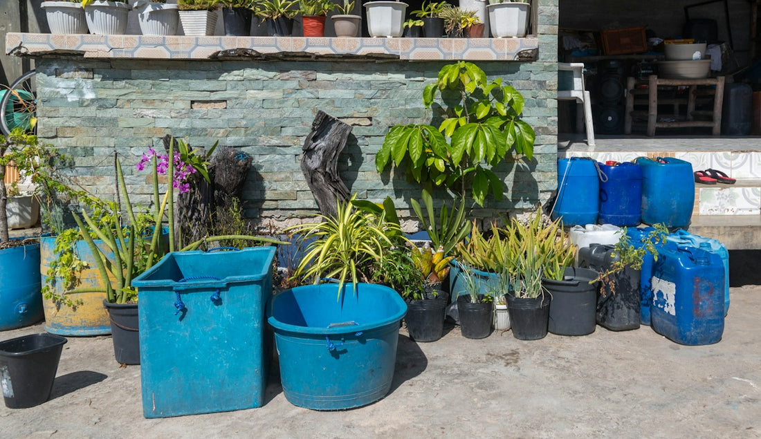 Various potted plants and blue containers outdoors