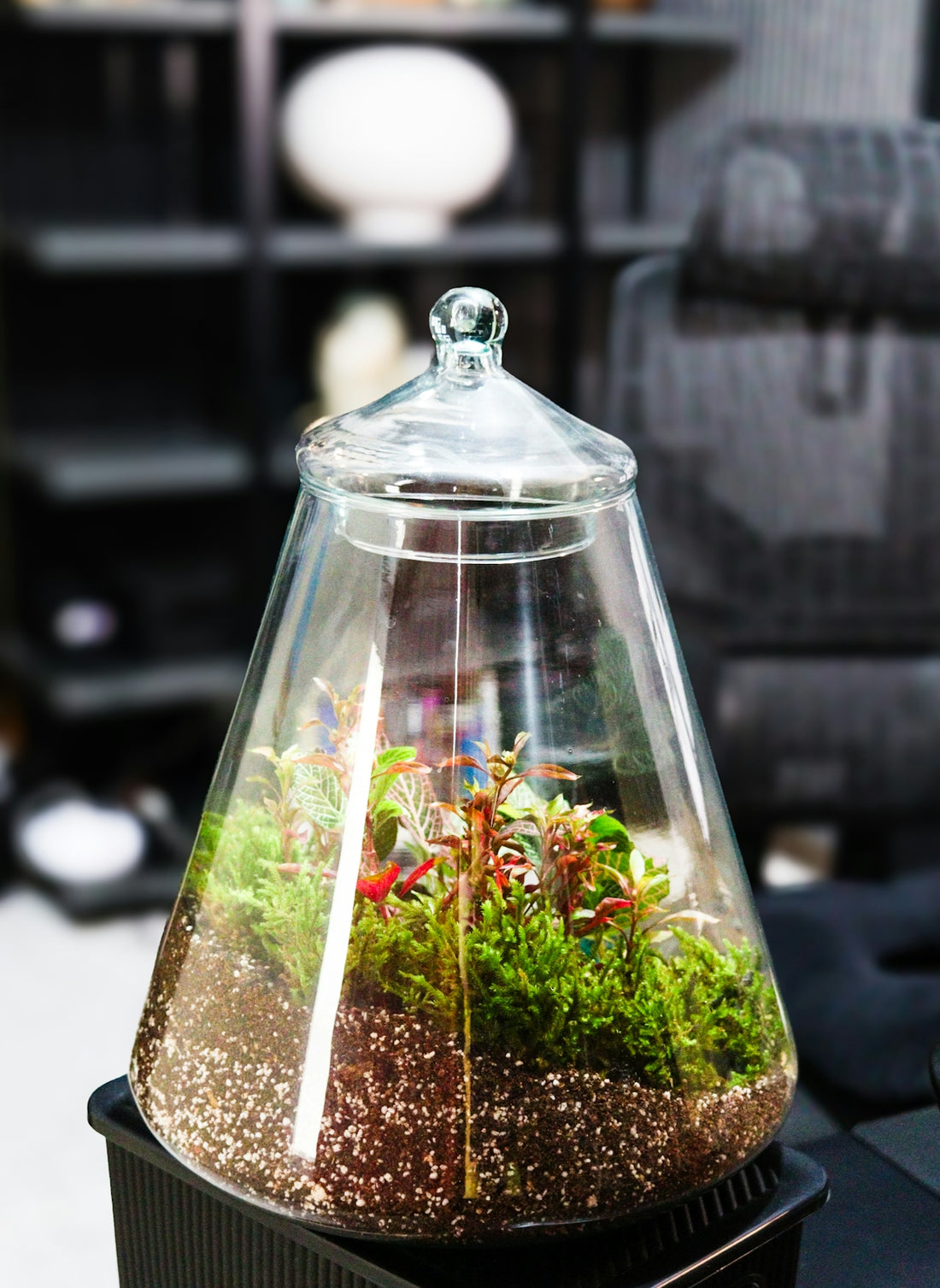 Terrarium with plants and moss in a glass container