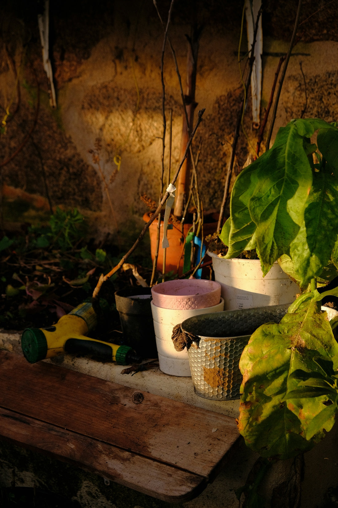 Potted plants and gardening tools on a wooden surface