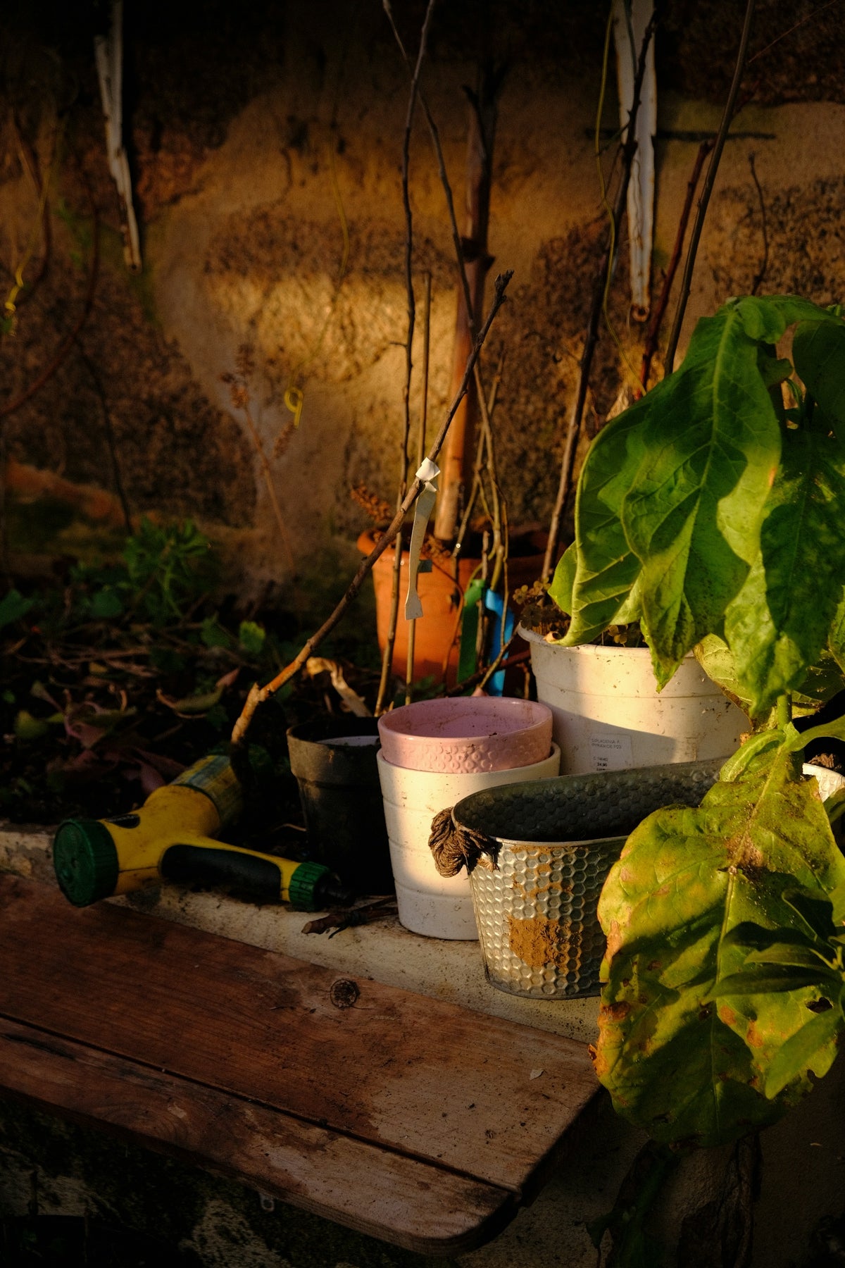 Potted plants and gardening tools on a wooden surface