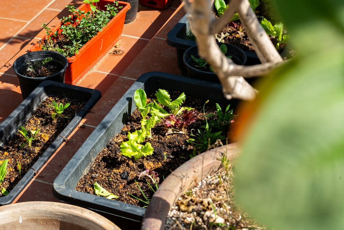 Assorted plants growing in containers on a tiled surface