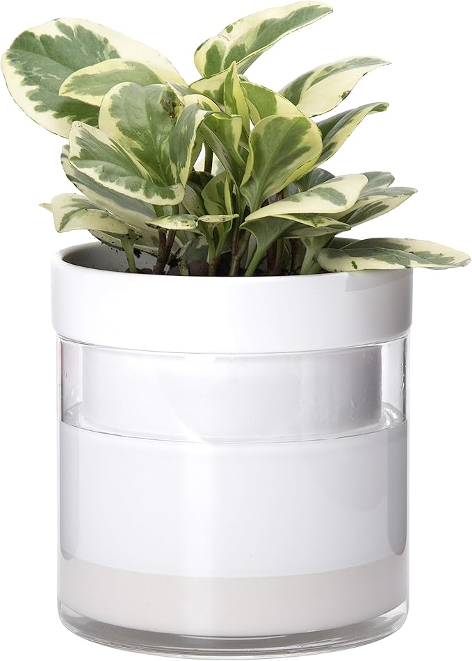 Phoenix Vine 6 Inch Self Watering Planter, White Terracotta Clay Pot with Glass Reservoir for Indoor Plants, Herbs, Flowers, Set of 1, 52-B-F-1