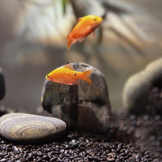 6lb Black Rocks for Planters- 1/4" - 3/4" Polished Black Stones Smooth Flat Pebbles for Fish Tanks Decorative River Rocks for Vases Bonsai Pots Garden Stones for Landscaping and Yards