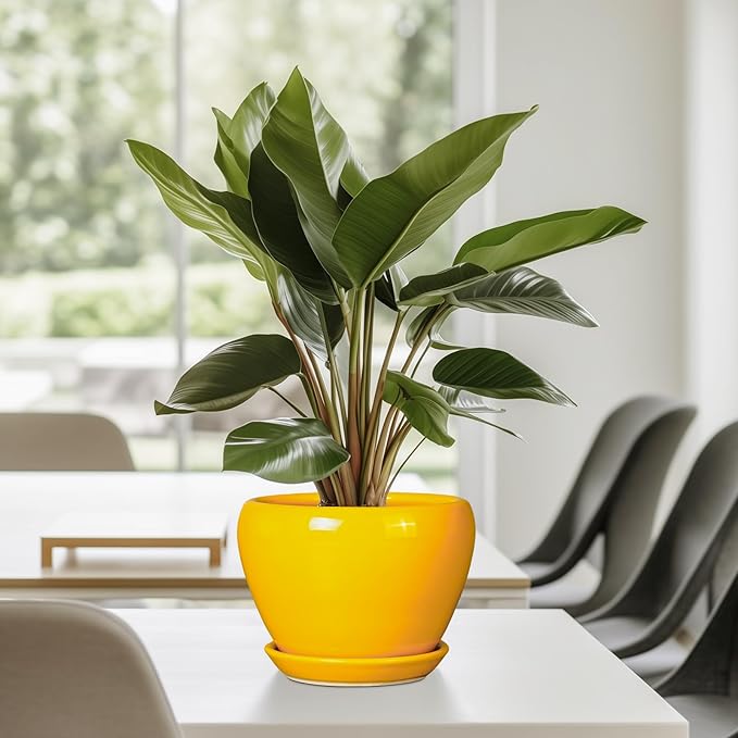 Ceramic Pot for Plants - 6 Inch Plant Pot Glaze Modern Decorative Round Planter with Drainage Hole and Saucer for Home Patio Room Office House Decor, Yellow
