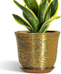 Ceramic Plant Pots - 8 Inch Plant Pot with Drainage Hole and Saucer, Round Planter for Indoor Outdoor, Modern Flower Pot, Decorative Planter, Garden Home Office Decor, Gardening Gifts, Gold