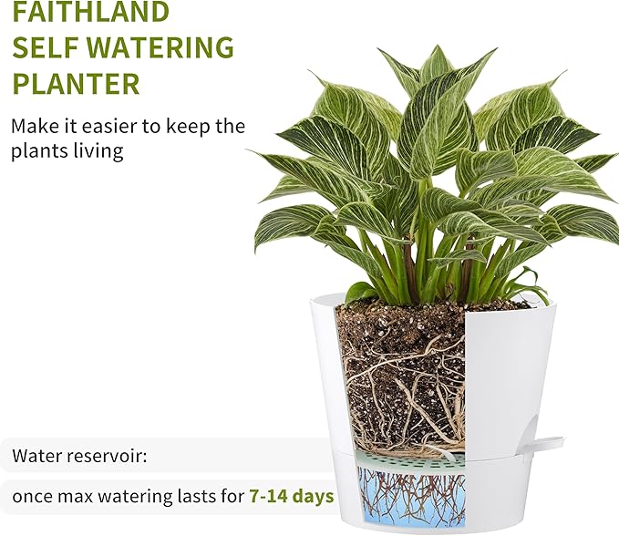 FaithLand 2-Pack 8 Inch Planter Pots for Indoor Outdoor Plants, Self Watering Flower Pots with Deep Reservoir, White with Terracotta …