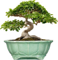 Bonsai Tree Pot - 13.2 Inch Large Ceramic Succulent Planter for Indoor Outdoor, Oval Plant Pot with Drainage Hole, Decorative Flower Pots, Home Decor, Gifts for Plant Lovers, Green