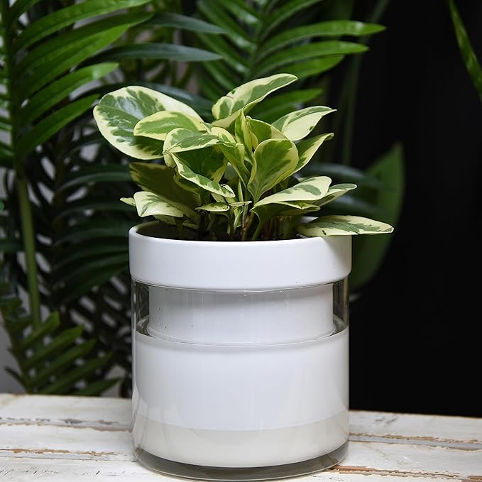 Phoenix Vine 6 Inch Self Watering Planter, White Terracotta Clay Pot with Glass Reservoir for Indoor Plants, Herbs, Flowers, Set of 1, 52-B-F-1