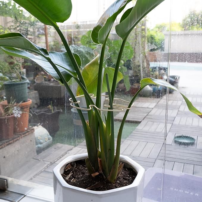 Monstera Stem Support - 5-Piece Durable Plant Support System for Monstera & Turtle Shell Plants -Premium -Quality Leaf Clamps -Easy-to-Use Indoor Garden Stabilizers for Healthy Growth