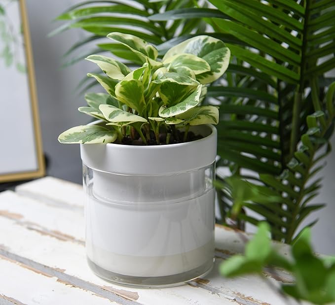 Phoenix Vine 6 Inch Self Watering Planter, White Terracotta Clay Pot with Glass Reservoir for Indoor Plants, Herbs, Flowers, Set of 1, 52-B-F-1