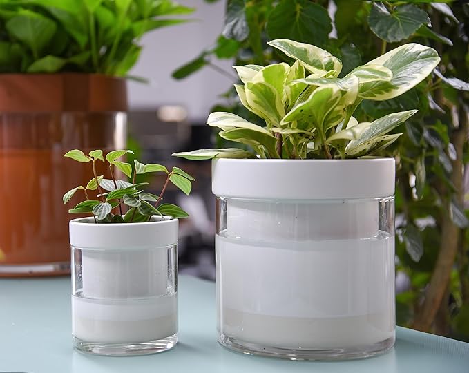Phoenix Vine 6 Inch 4 Inch Self Watering Planter, White Terracotta Clay Pots with Glass Reservoir for Indoor Plants, Herbs, Flowers, 52-B-G-46